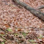 Übersetzung Biomassekraftwerk