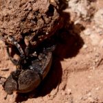 Übersetzungen Umweltschutz