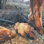 Übersetzungen Passiv