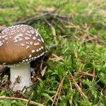 Übersetzungen Nachhaltigkeit